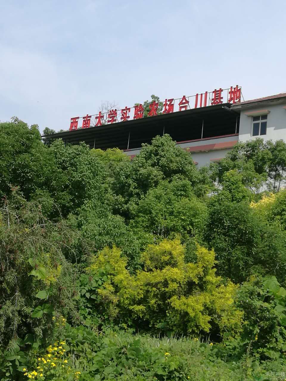 西南大學合川試驗基地（管灌）