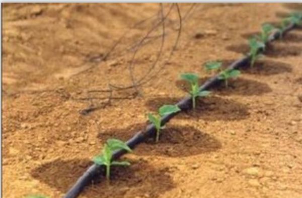 滴灌設(shè)備廠家與微噴灌各適用于何種類(lèi)植物